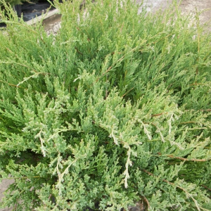 juniperus_horizontalis_andorra_compact