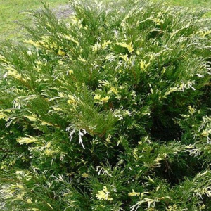 juniperus_horizontalis_andorra_compact_variegata