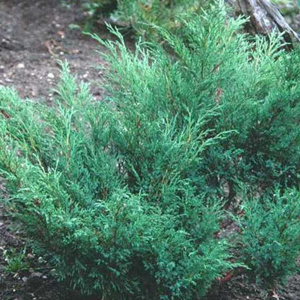 juniperus_sabina_glauca