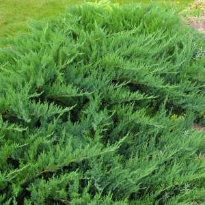 juniperus_sabina_tamariscifolia_770839654