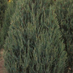 juniperus_scopulorum_skyrocket