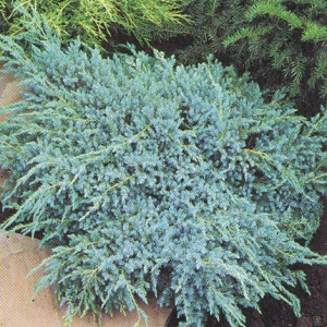 juniperus_squamata_blue_carpet