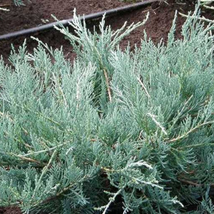 juniperus_virginiana_grey_owl