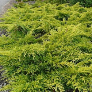 juniperus_x_media_gold_star