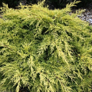 juniperus_x_pfitzeriana_darts_gold