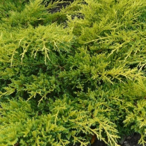juniperus_x_pfitzeriana_goldkissen