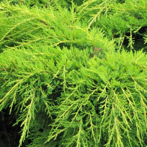 juniperus_x_pfitzeriana_old_gold