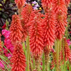 kniphofia_redhot_popsicle