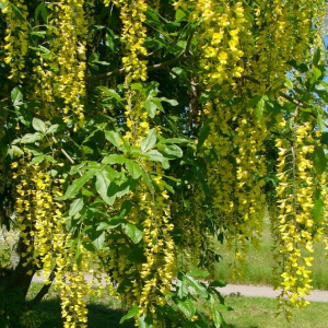 laburnum_alpinum