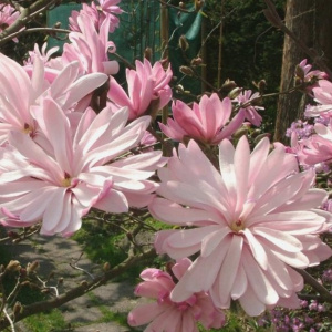 magnolia_stellata_rosea