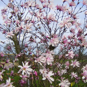magnolia_x_loebneri_leonard_messel