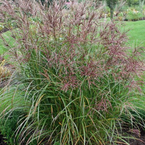 miscanthus_sioux