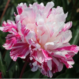 paeonia_candy_stripe