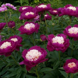 paeonia_white_cup