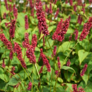 persicaria_amplexicaulis_fat_domino