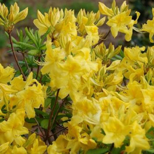 rhododendron_anneke