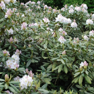 rhododendron_catawbiense_album