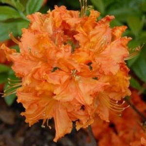 rhododendron_gibraltar