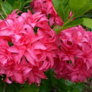 rhododendron_homebush