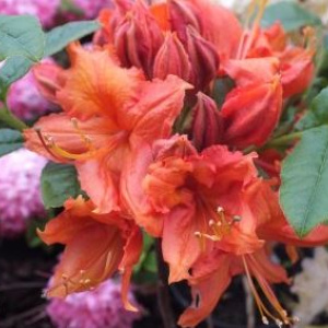 rhododendron_hotspur_red