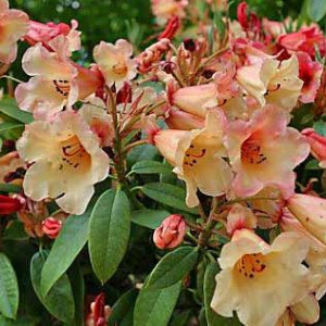 rhododendron_jingle_bells