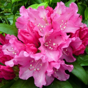 rhododendron_kalinka