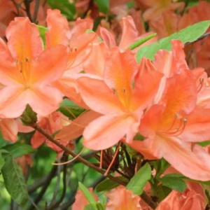 rhododendron_knaphill_hybr__orange