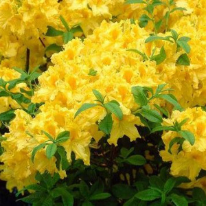 rhododendron_knaphill_hybr__yellow