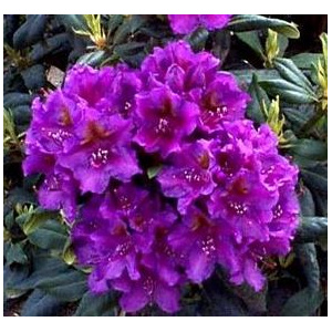 rhododendron_lees_dark_purple