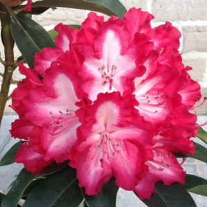 rhododendron_lumie