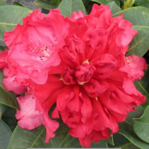 rhododendron_markeetas_prize