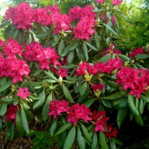 rhododendron_nova_zembla