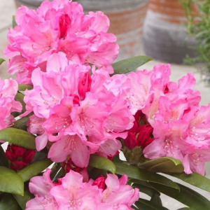 rhododendron_polaris