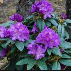 rhododendron_purpureum_grandiflorum