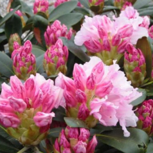 rhododendron_silberwolke