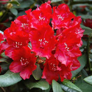 rhododendron_taragona