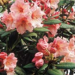 rhododendron_virginia_richardson