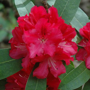 rhododendron_wilgens_ruby