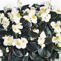 Begonia-semperflorens-Marsala-White