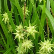 Carex-grayi