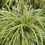 Carex-oshimensis-Evergold