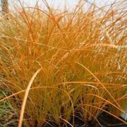 Carex-testacea-Prairy-Fire