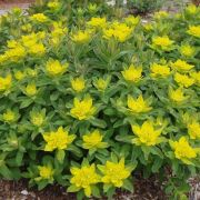 Euphorbia-polychroma