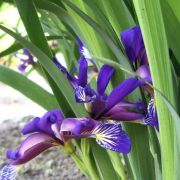 Iris-graminea