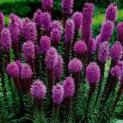 Liatris-spicata-Floristan-Violet