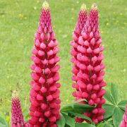 Lupinus-polyphyllus-Gallery-Red