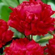 Paeonia-lactiflora-Red-Magic