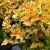 Physocarpus opulifolius Amber Jubilee /Irbeņlapu fizokarps/