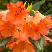 Rhododendron-Tortoiseshell-Orange