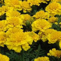 Tagetes-patula-Janie-Bright-Yellow